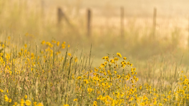 Field fence fog bird autumn free wallpaper for desktop - medium preview image
