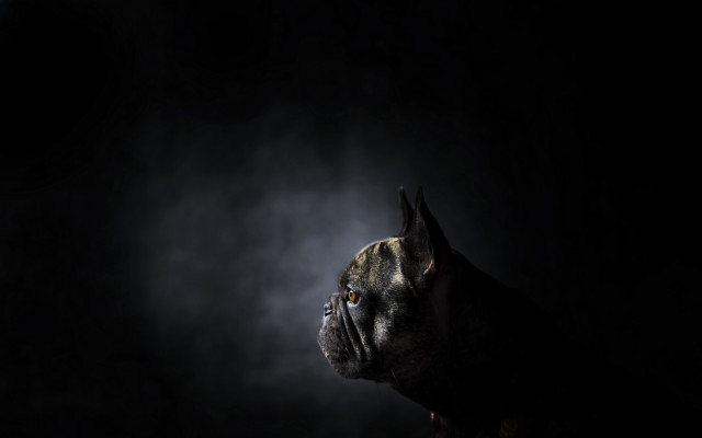 Dog chiaroscuro light shining black free wallpaper for desktop - medium preview image