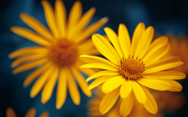 Yellow flower blurry background macro #2 free wallpaper for desktop - medium preview image