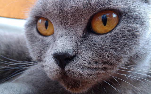 Gray cat yellow eyes serious #5 free wallpaper for desktop - medium preview image