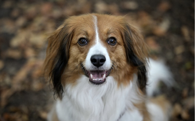 Dog white brown face black free wallpaper for desktop - medium preview image