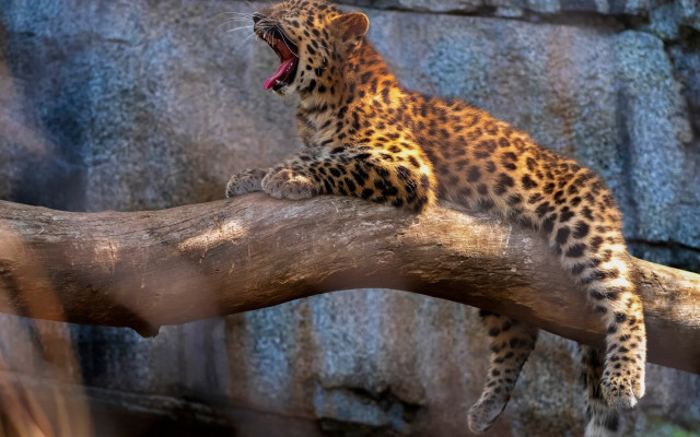 Leopard yawning branch camouflage wildlife free wallpaper for desktop - medium preview image