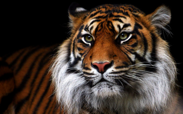 Tiger man old wrinkles closeup free wallpaper for desktop - medium preview image