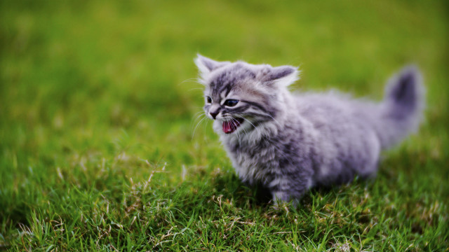 Kitten yawning grass surreal tiltshift free wallpaper for desktop - medium preview image