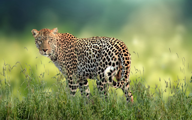 Leopard grassy field wildlife photography free wallpaper for desktop - medium preview image