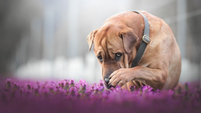Dog sniffing purple flower foggy free wallpaper for desktop - medium preview image
