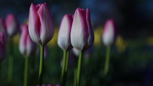 Pink white flower field bokeh free wallpaper for desktop - medium preview image