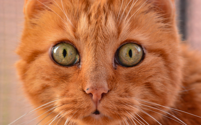 Cat green eyes macro symmetrical free wallpaper for desktop - medium preview image