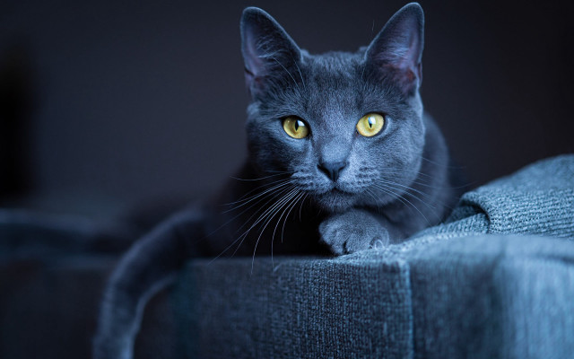 Black cat vanitas yellow eyes free wallpaper for desktop - medium preview image