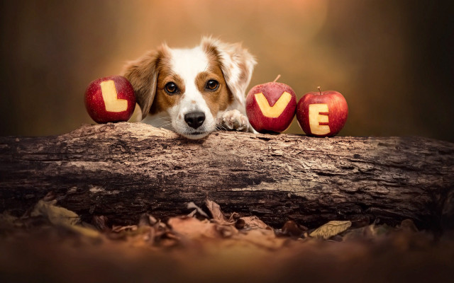 Dog log apples love dog free wallpaper for desktop - medium preview image