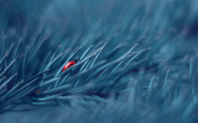 Red bug blue leaf snow free wallpaper for desktop - medium preview image