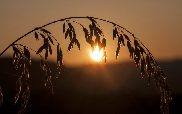 Sunset plant sun distant leaves free wallpaper for desktop - medium preview image
