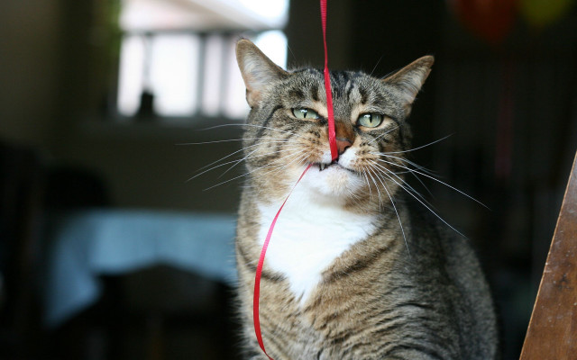 Curious cat red string toy free wallpaper for desktop - medium preview image