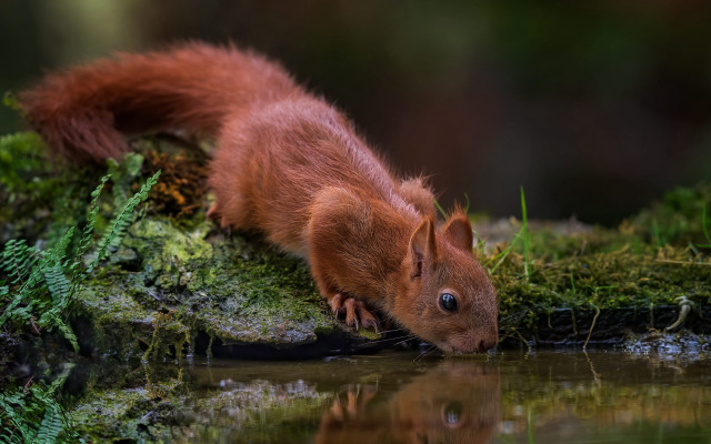 Squirrel drinking pond woods moss free wallpaper for desktop - medium preview image
