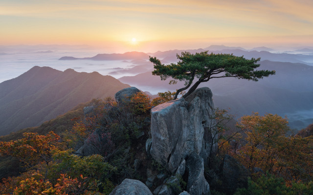 Lone tree rock mountains fog free wallpaper for desktop - medium preview image