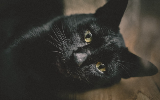 Black cat wooden floor curious free wallpaper for desktop - medium preview image