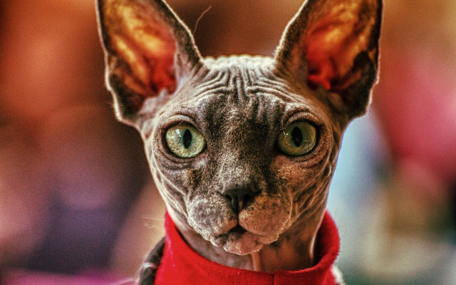 Sphy cat red collar green free wallpaper for desktop - medium preview image