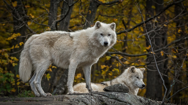 White wolves rock forest autumn free wallpaper for desktop - medium preview image