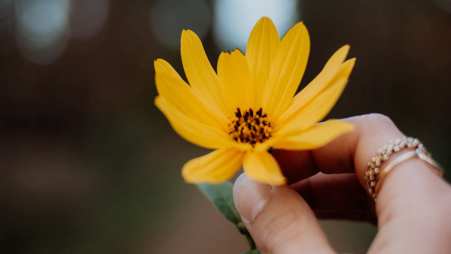 Person holding yellow flower blurry free wallpaper for desktop - medium preview image