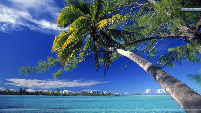 Palm tree beach blue sky #28 free wallpaper for desktop - medium preview image