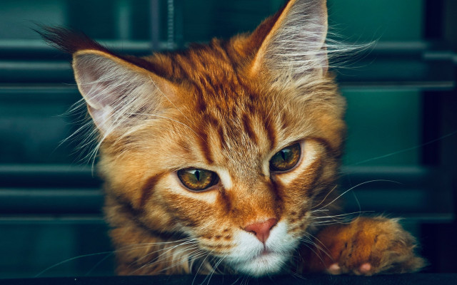 Furry cat orange carlos animal free wallpaper for desktop - medium preview image