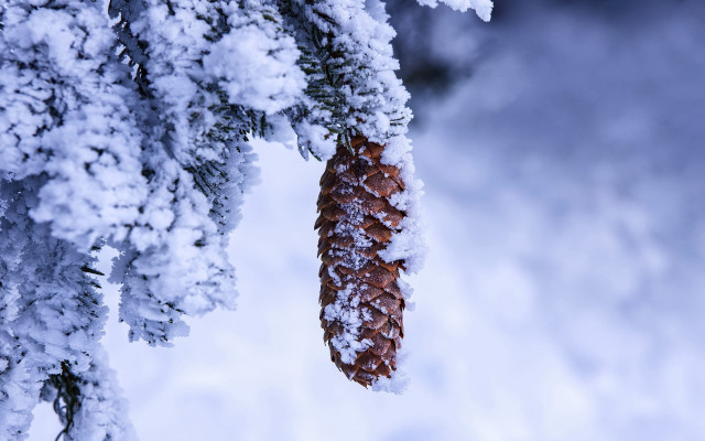 Pine cone snow ice branches free wallpaper for desktop - medium preview image