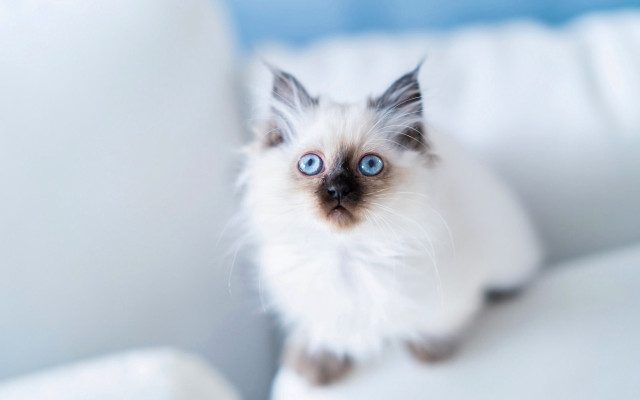 White cat blue eyes couch #2 free wallpaper for desktop - medium preview image