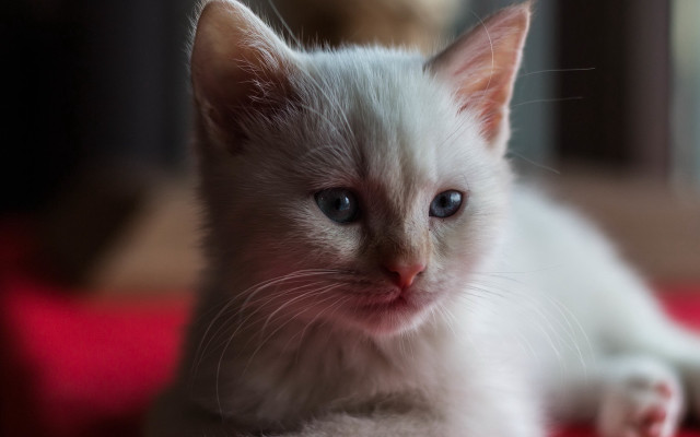 White kitten blue eyes red #2 free wallpaper for desktop - medium preview image