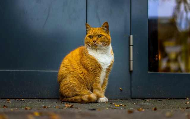 Cat blurry outdoor photorealistic door free wallpaper for desktop - medium preview image
