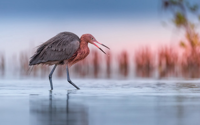 Long beak bird water open free wallpaper for desktop - medium preview image
