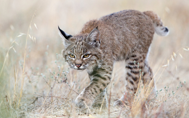 Small cat walking tall grass free wallpaper for desktop - medium preview image