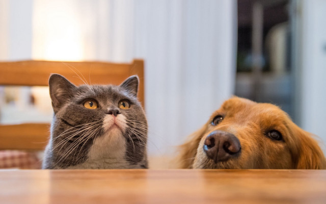 Cat dog table awe blurry free wallpaper for desktop - medium preview image