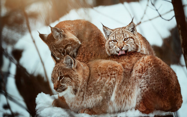 Lynx group snow woods open free wallpaper for desktop - medium preview image