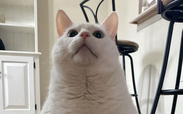 White cat chair surprised eyes free wallpaper for desktop - medium preview image