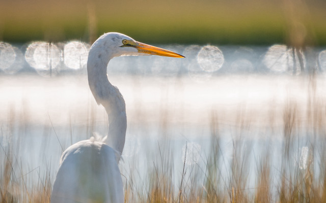 White bird long neck tall free wallpaper for desktop - medium preview image
