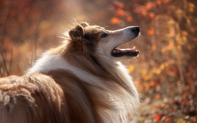 Dog autumn leaves blurry fire free wallpaper for desktop - medium preview image