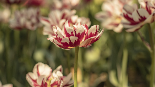 Flowers grass blurry bokeh red free wallpaper for desktop - medium preview image
