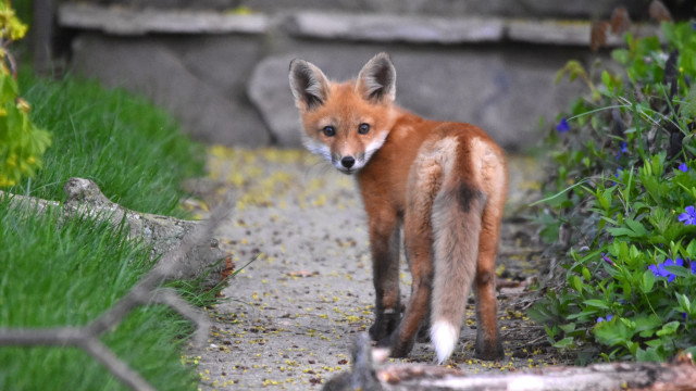 Fox garden flower path blurry free wallpaper for desktop - medium preview image