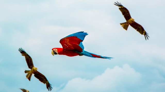 Red blue parrot flying birds free wallpaper for desktop - medium preview image