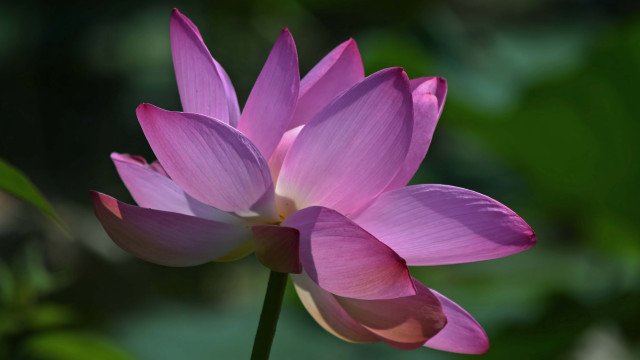 Pink flower green background sunlight free wallpaper for desktop - medium preview image