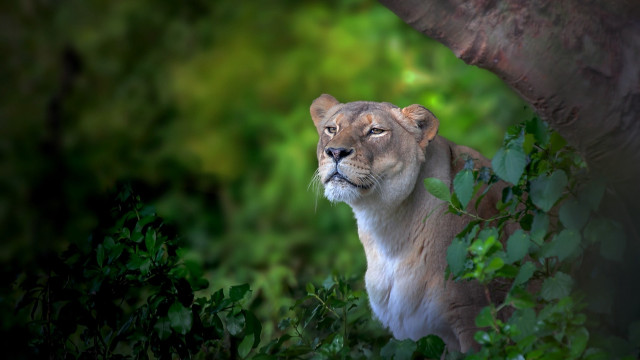 Lion sad portrait wildlife nature free wallpaper for desktop - medium preview image