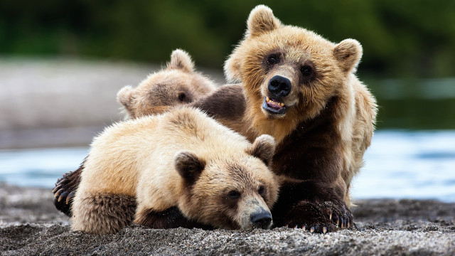 Three bears yawning looking camera free wallpaper for desktop - medium preview image
