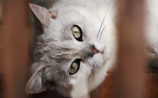 Cat fenced look up round free wallpaper for desktop - medium preview image