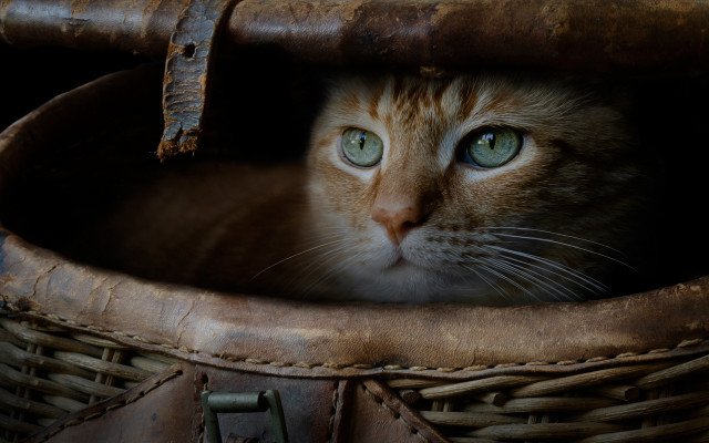 Cat basket leather handle eye free wallpaper for desktop - medium preview image