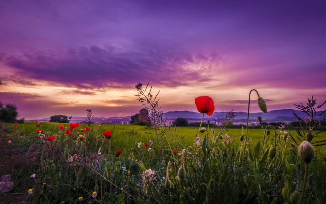 Flower field purple sky clouds free wallpaper for desktop - medium preview image