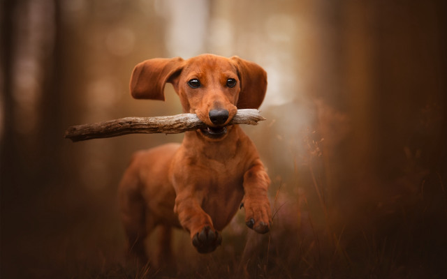 Dog carrying stick forest photorealistic free wallpaper for desktop - medium preview image