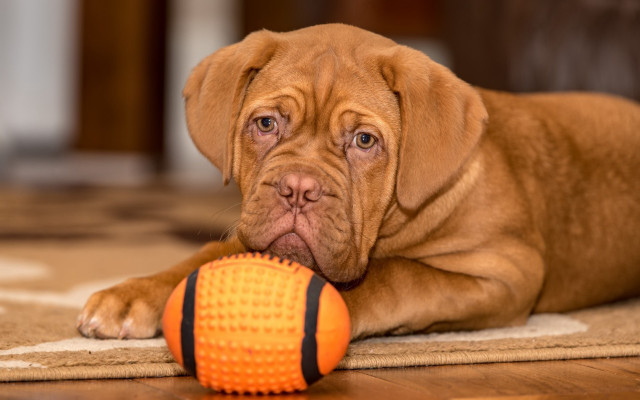 Dog toy floor photorealistic hyperrealism free wallpaper for desktop - medium preview image