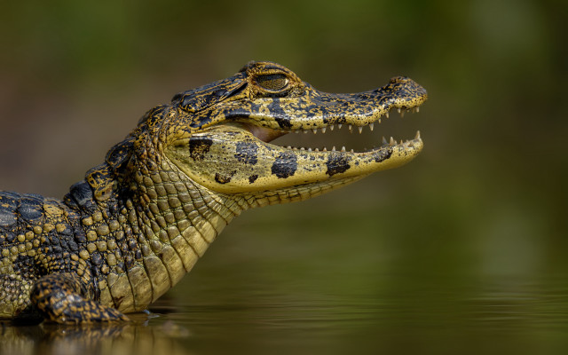 Alligator floating open teeth gradient free wallpaper for desktop - medium preview image