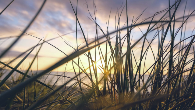 Sunset tallgrass field clouds orange free wallpaper for desktop - medium preview image