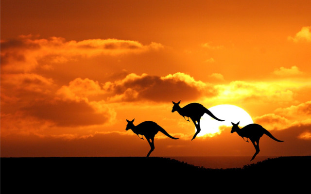 Kangaroos running across field sunset free wallpaper for desktop - medium preview image